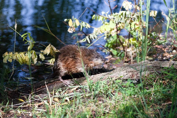 stock image Wet on the log muskrat