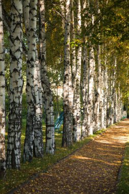 Avenue of birch trees in autumn colors