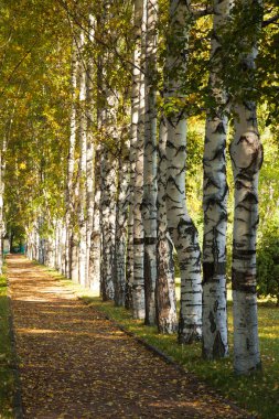 Avenue of birch trees in autumn colors