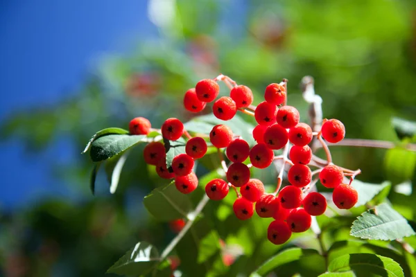 Rowan berries on a green-blue background — Stock Photo, Image