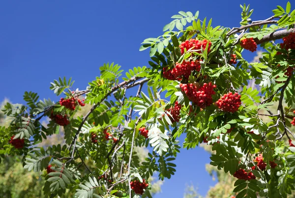 stock image Rowan berries on a blue background