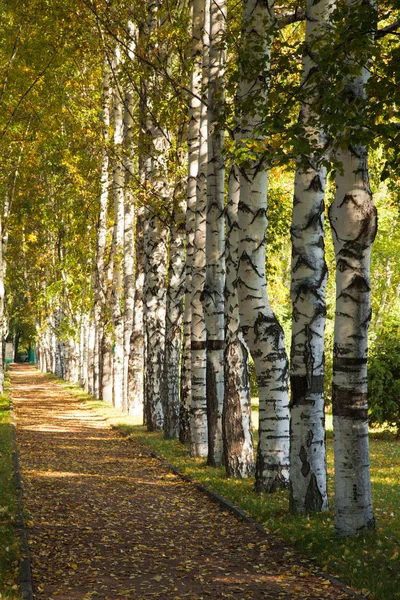 stock image Avenue of birch trees in autumn colors