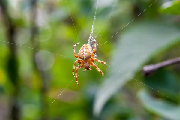 Araña cruzada en su tela en el bosque — Foto de Stock