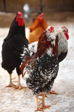 Hens in winter clipart