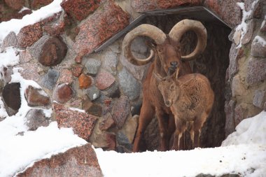 Bighorn koyun ram Hayvanat Bahçesi