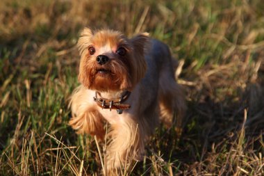 küçük köpek çimlerin üzerine