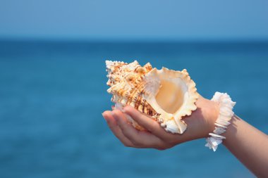 el ile seashell sahil üzerinde