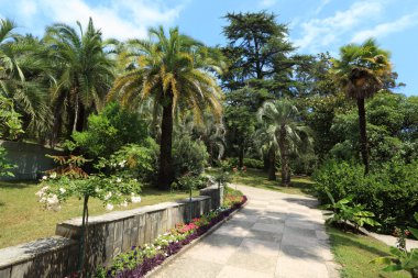 Road in Sochi arboretum clipart