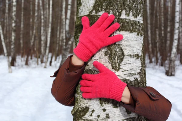 Hands in red gloves embrace birch — Stock Photo, Image