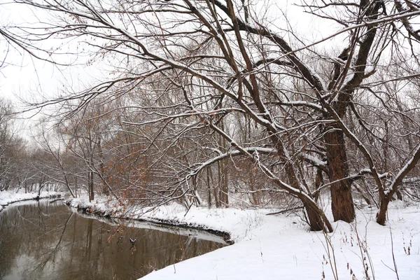 Zimowy las z rzeką — Zdjęcie stockowe