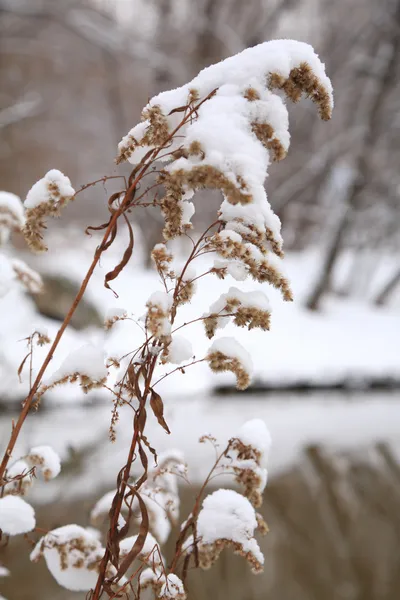 Planta coberta de neve seca — Fotografia de Stock