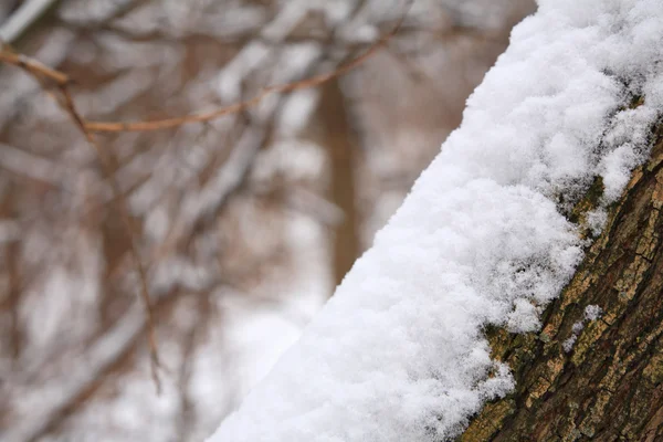 Banco de neve no tronco da árvore — Fotografia de Stock