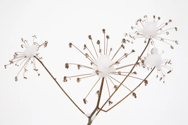 stock image Dry snow-covered umbellate plant