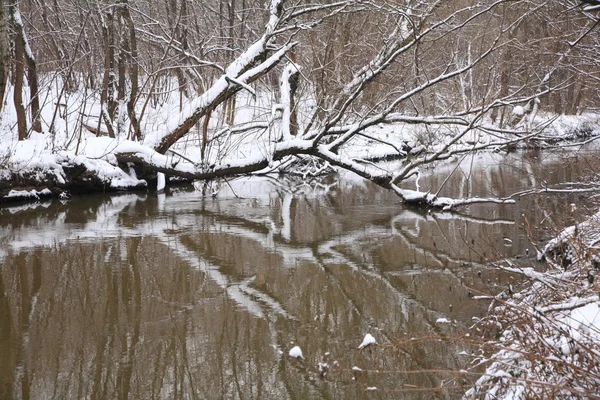 Зимний лес с рекой и упавшим деревом — стоковое фото