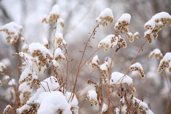 Plantas cobertas de neve secas — Fotografia de Stock