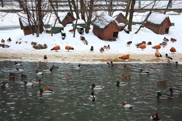 Kachny na zimní rybník — Stock fotografie