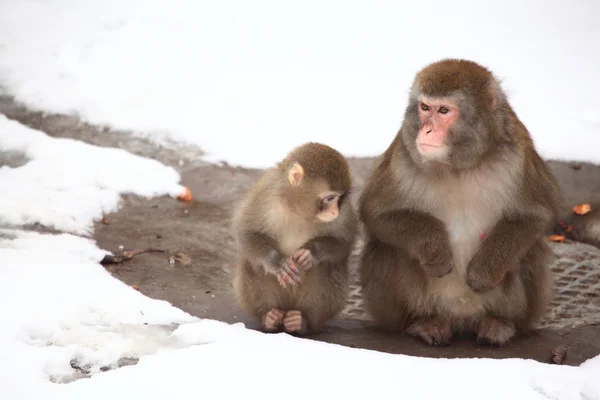 Dois macacos no zoológico no inverno — Fotografia de Stock
