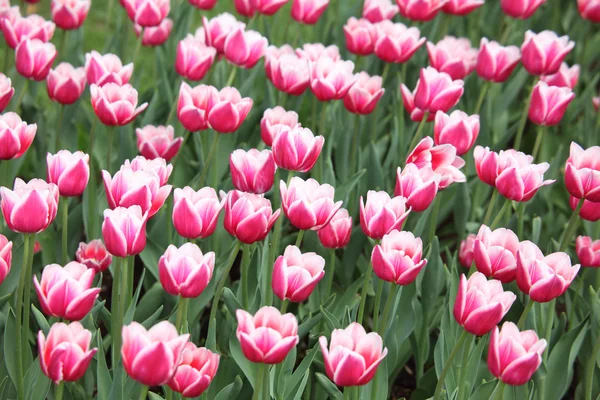 Bed met roze-wit tulpen — Stockfoto
