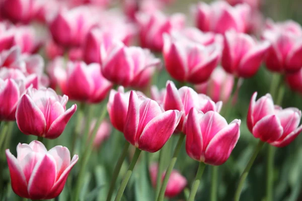 Closeup red-white tulips — Stock Photo, Image