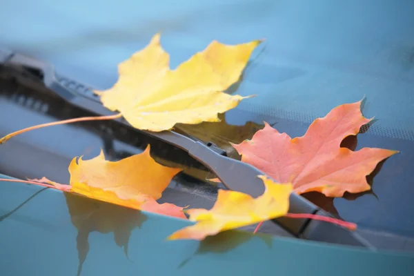 Gevallen esdoorn bladeren op auto cowl — Stockfoto
