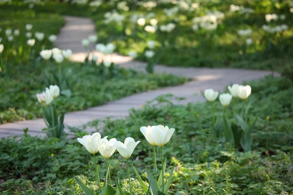 Track in garden among blossoming white tulips — Stock Photo, Image