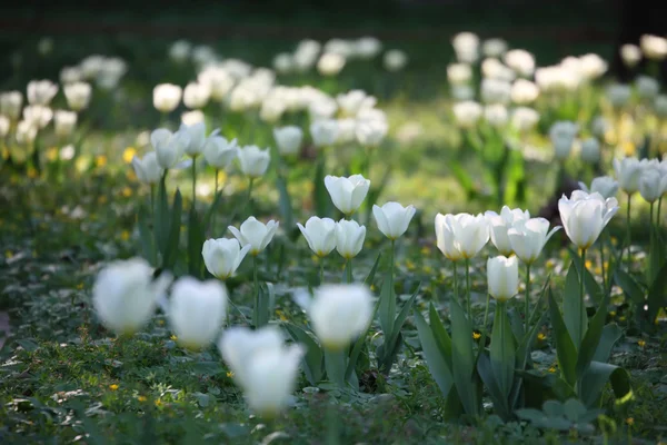 Closeup white tulip — Stock Photo, Image