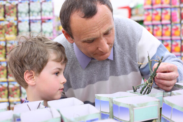 Elderly man with boy in shop choose rose sapling