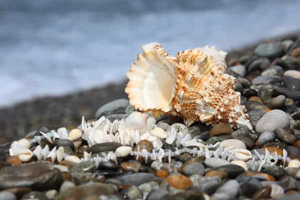 Seashell and necklace on stone seacoast — Stock Photo, Image