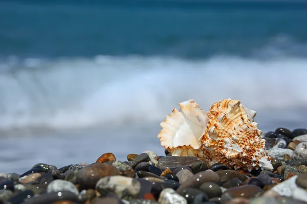 Seashell on stone seacoast — Stock Photo, Image