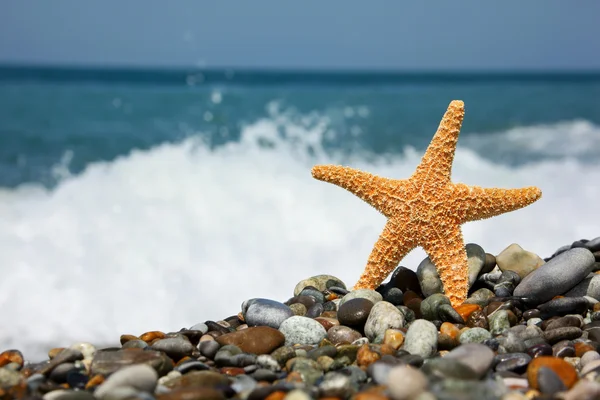 Hvězdice na kamenné seacoast — Stock fotografie