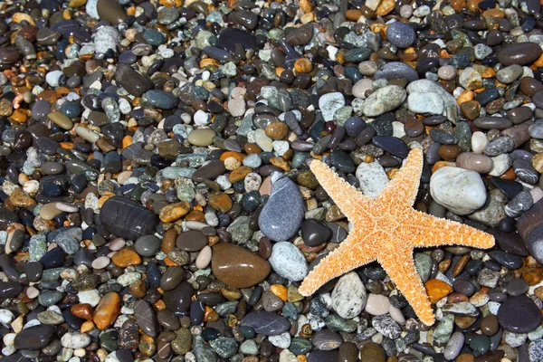 Starfish on stone seacoast — Stock Photo, Image