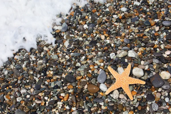 Zeester op stenen Zeekust — Stockfoto