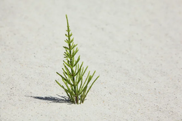 Zelené rostliny na písku — Stock fotografie