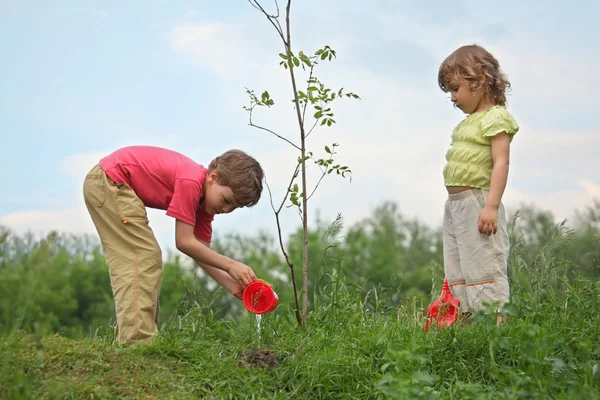 Boy and girl pour on seedling of tree — Stock Photo, Image