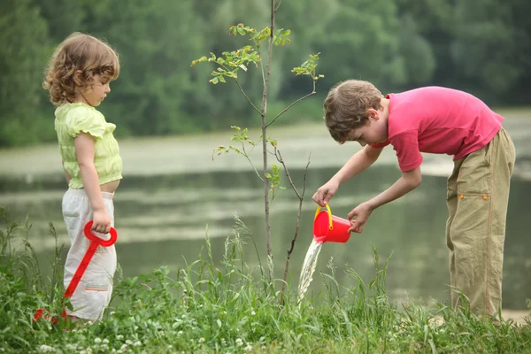 Boy and girl pour on seedling of tree — Stock Photo, Image