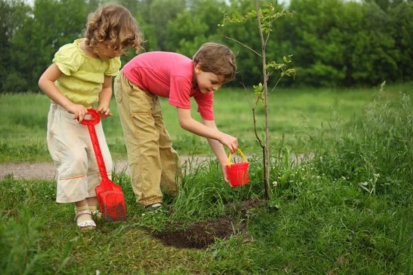 Мальчик и девочка сажают дерево — стоковое фото