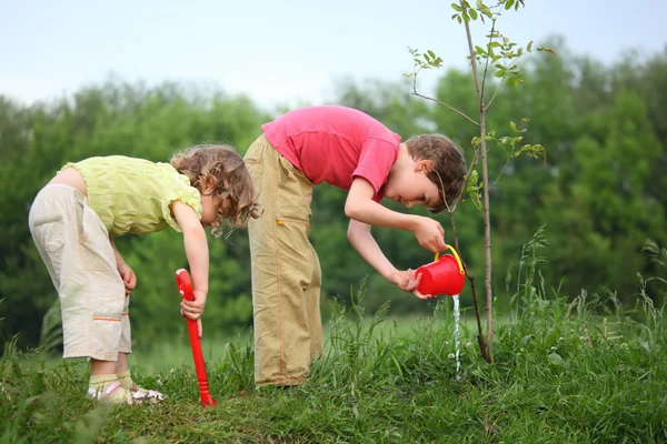 Boy and girl pour on planted tree — Stock Photo, Image
