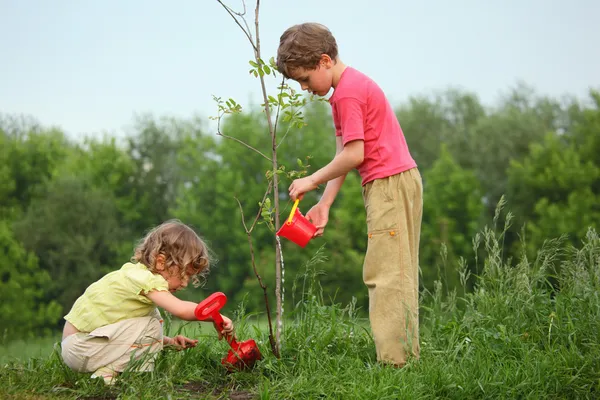 Дети сажают дерево — стоковое фото