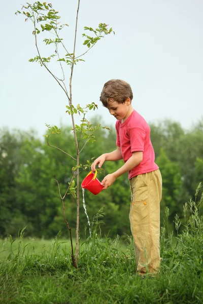 Jongen giet op zaailing van boom — Stockfoto