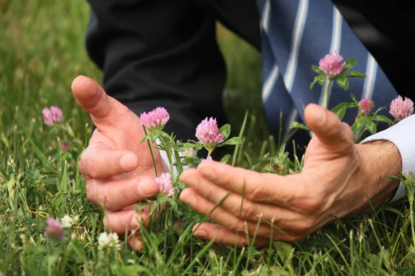 Man's hands, grass, clover flowers — Stock Photo, Image
