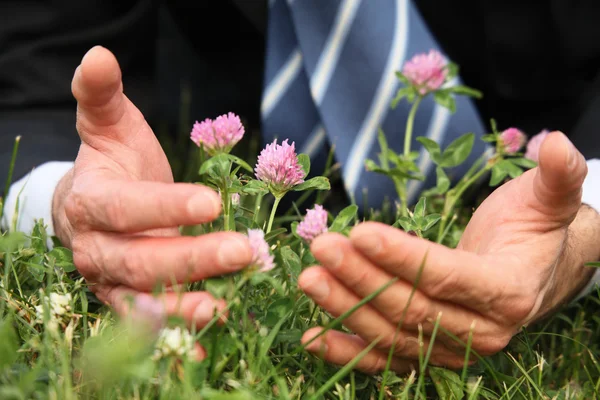 Man's hands, grass, clover flowers, close-up — Stock Photo, Image