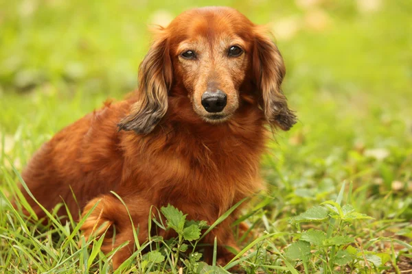 Εξωτερική closeup είδος γερμανικού κυνηγετικού σκύλου — Φωτογραφία Αρχείου