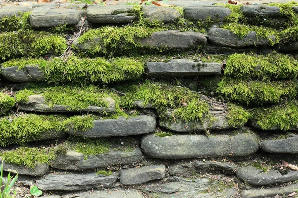 Moos auf Steinmauer — Stockfoto
