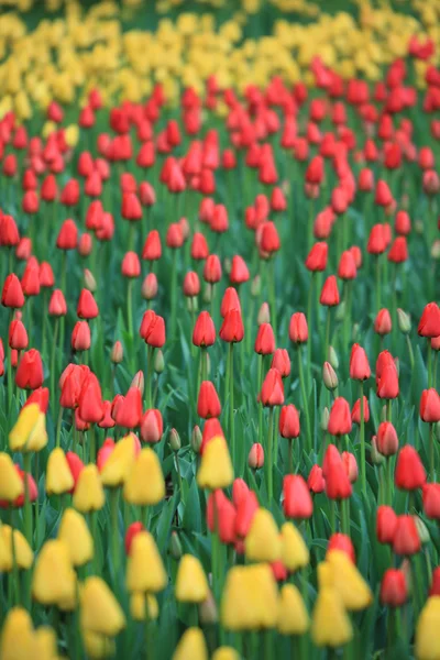 Red and yellow tulips field — Stock Photo, Image