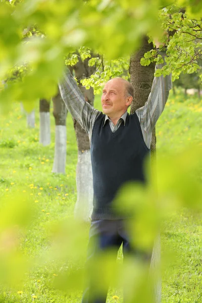 Зрелый улыбающийся мужчина с поднятыми руками в летнем саду — стоковое фото