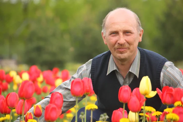 Uomo maturo tra i tulipani in fiore — Foto Stock