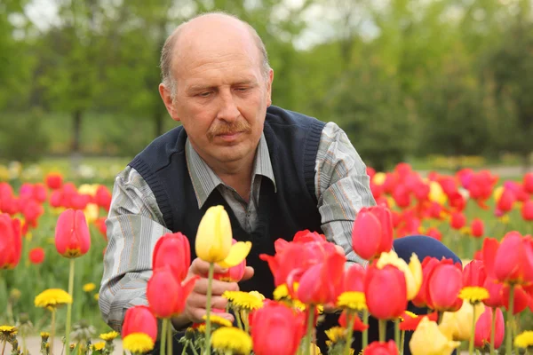 Volwassen man onder bloeiende tulpen — Stockfoto