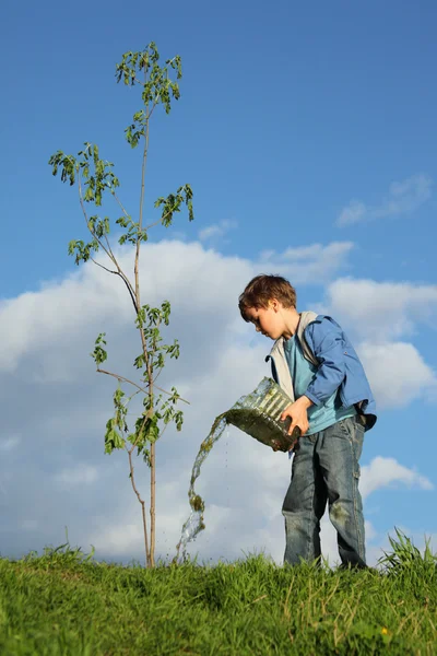 Jongen planten de boom — Stockfoto