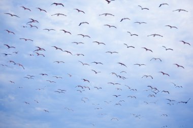 Flight of flying seagulls clipart