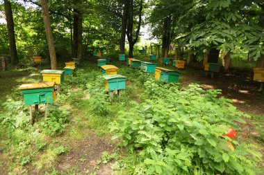 Beegarden